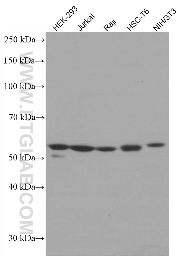 Western Blot (WB) analysis of various lysates using ATG5 Monoclonal antibody (66744-1-Ig)