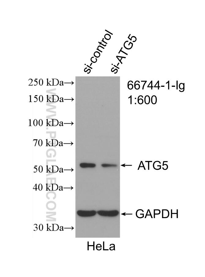 Western Blot (WB) analysis of HeLa cells using ATG5 Monoclonal antibody (66744-1-Ig)