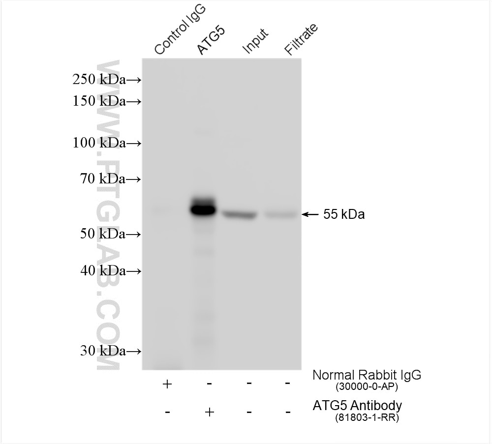 Immunoprecipitation (IP) experiment of HeLa cells using ATG5 Recombinant antibody (81803-1-RR)