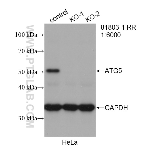 Western Blot (WB) analysis of HeLa cells using ATG5 Recombinant antibody (81803-1-RR)