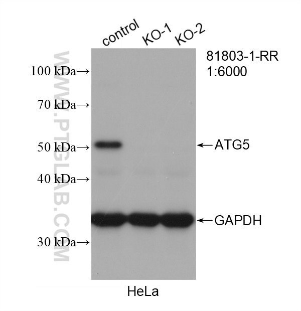 WB analysis of HeLa using 81803-1-RR