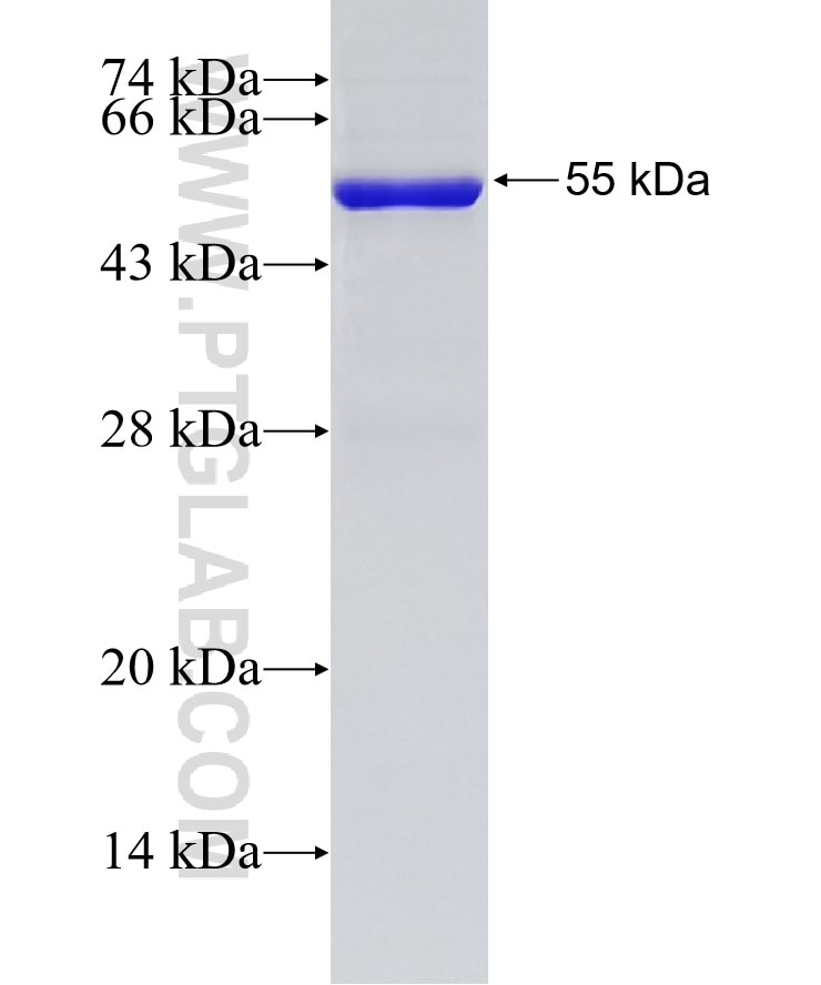 ATG5 fusion protein Ag0214 SDS-PAGE