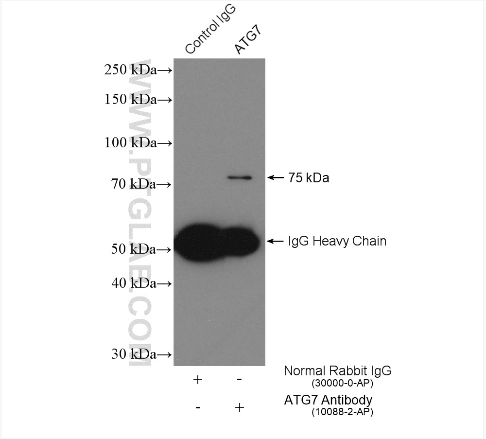 Immunoprecipitation (IP) experiment of NIH/3T3 cells using ATG7 Polyclonal antibody (10088-2-AP)