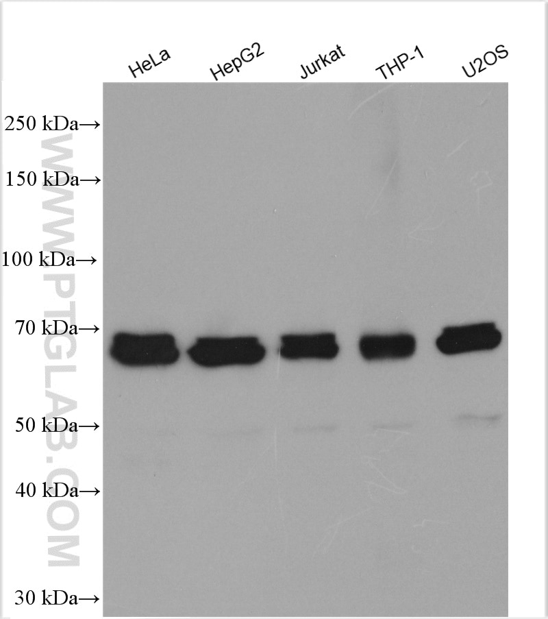 Western Blot (WB) analysis of various lysates using ATG7 Polyclonal antibody (10088-2-AP)