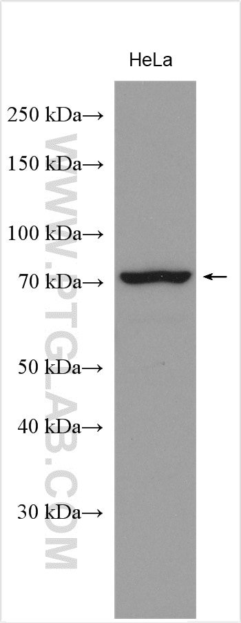 Western Blot (WB) analysis of various lysates using ATG7 Polyclonal antibody (28413-1-AP)