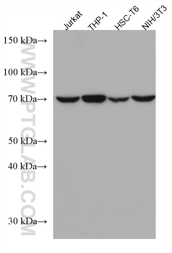 Western Blot (WB) analysis of various lysates using ATG7 Monoclonal antibody (67341-1-Ig)