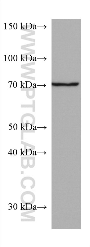 Western Blot (WB) analysis of pig spleen tissue using ATG7 Monoclonal antibody (67341-1-Ig)