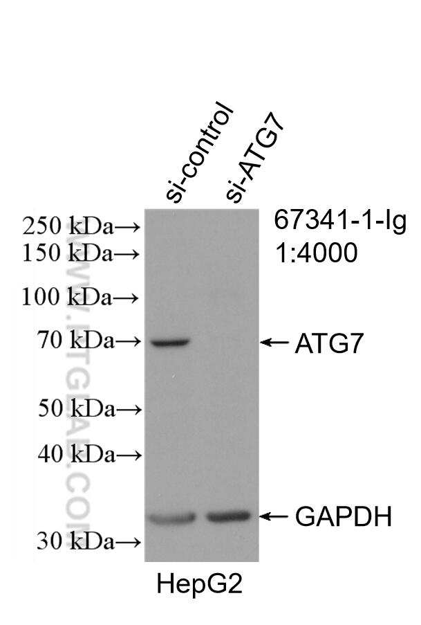 Western Blot (WB) analysis of HepG2 cells using ATG7 Monoclonal antibody (67341-1-Ig)
