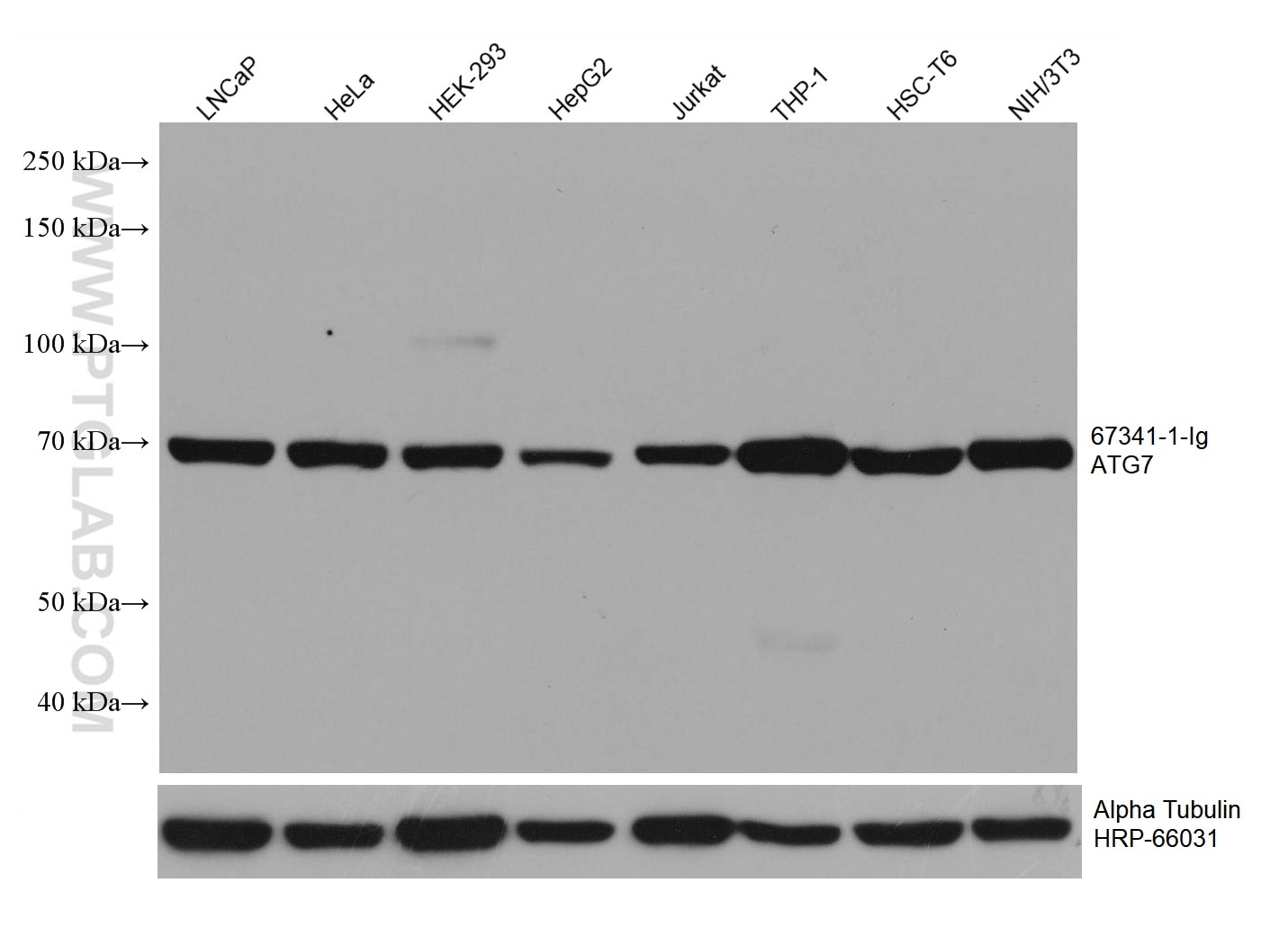 Western Blot (WB) analysis of various lysates using ATG7 Monoclonal antibody (67341-1-Ig)