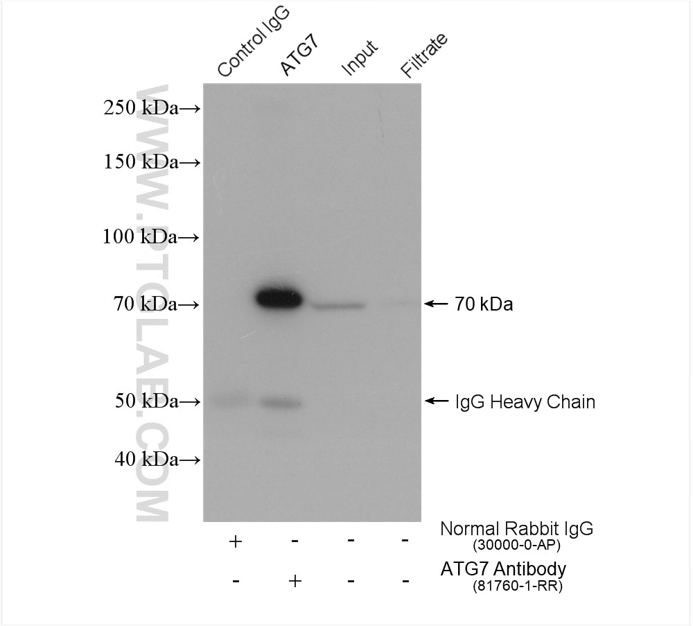 Immunoprecipitation (IP) experiment of HeLa cells using ATG7 Recombinant antibody (81760-1-RR)