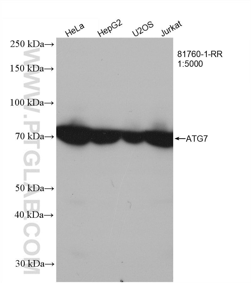 Western Blot (WB) analysis of HeLa cells using ATG7 Recombinant antibody (81760-1-RR)