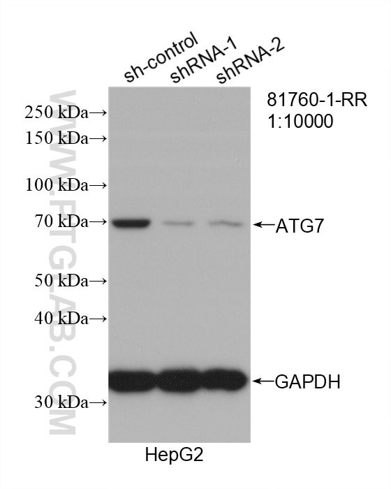 Western Blot (WB) analysis of HepG2 cells using ATG7 Recombinant antibody (81760-1-RR)