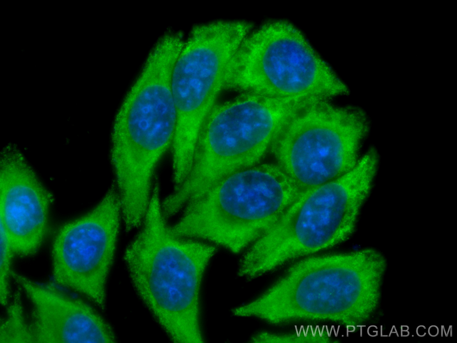 Immunofluorescence (IF) / fluorescent staining of HepG2 cells using CoraLite® Plus 488-conjugated ATG7 Monoclonal anti (CL488-67341)