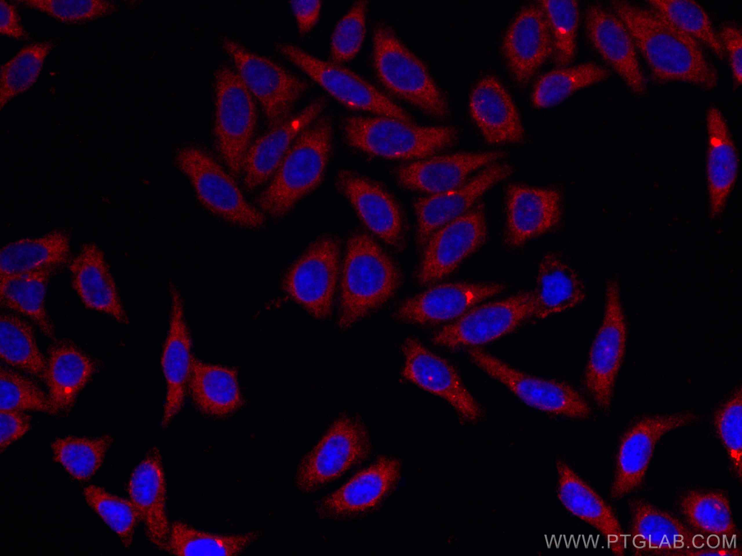 Immunofluorescence (IF) / fluorescent staining of HepG2 cells using CoraLite®594-conjugated ATG7 Monoclonal antibody (CL594-67341)