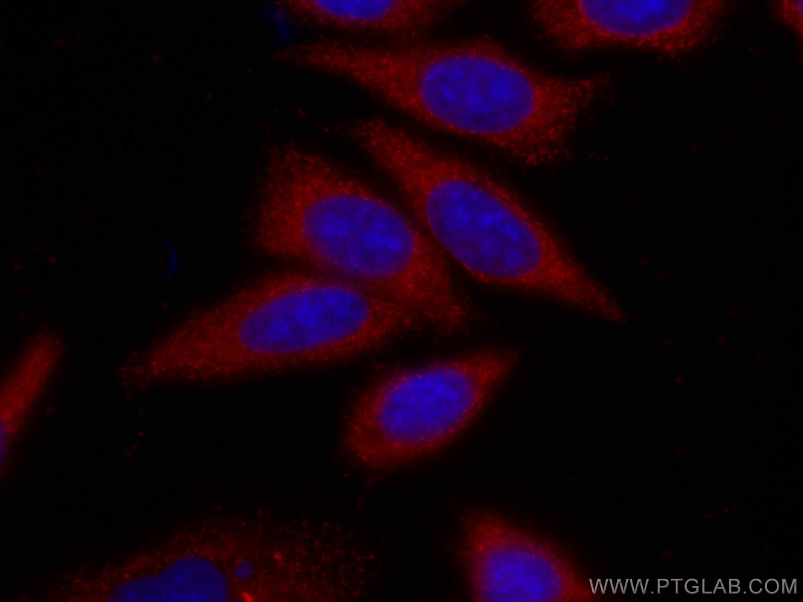 IF Staining of HepG2 using CL594-67341