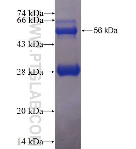 ATG7 fusion protein Ag0142 SDS-PAGE