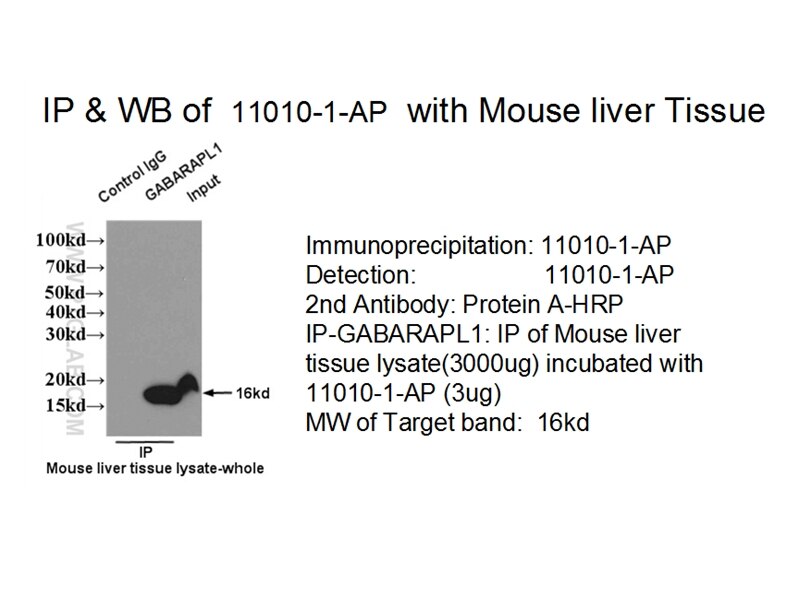 GABARAPL1-Specific