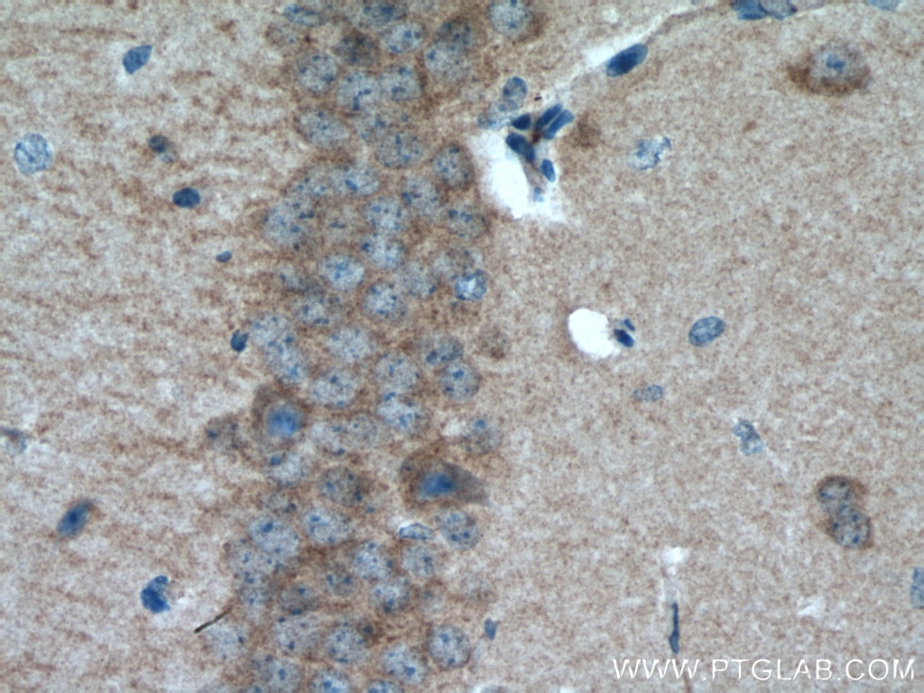 Immunohistochemistry (IHC) staining of mouse brain tissue using GABARAPL1 Polyclonal antibody (11010-1-AP)