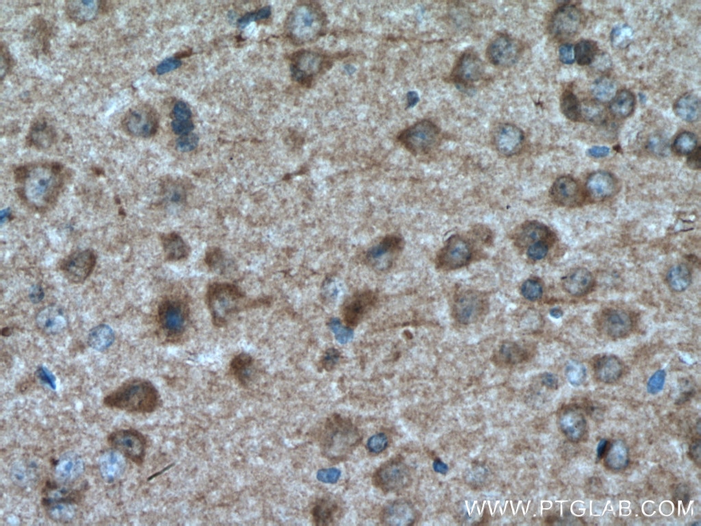 Immunohistochemistry (IHC) staining of mouse brain tissue using GABARAPL1 Polyclonal antibody (11010-1-AP)