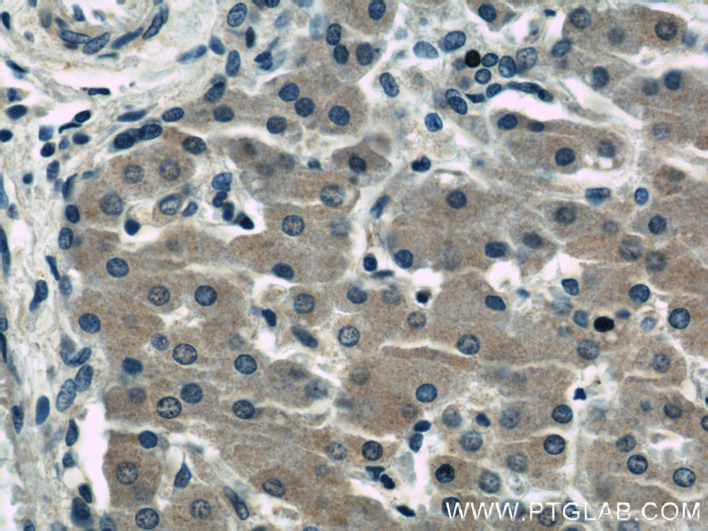 Immunohistochemistry (IHC) staining of human liver tissue using GABARAPL1 Polyclonal antibody (11010-1-AP)