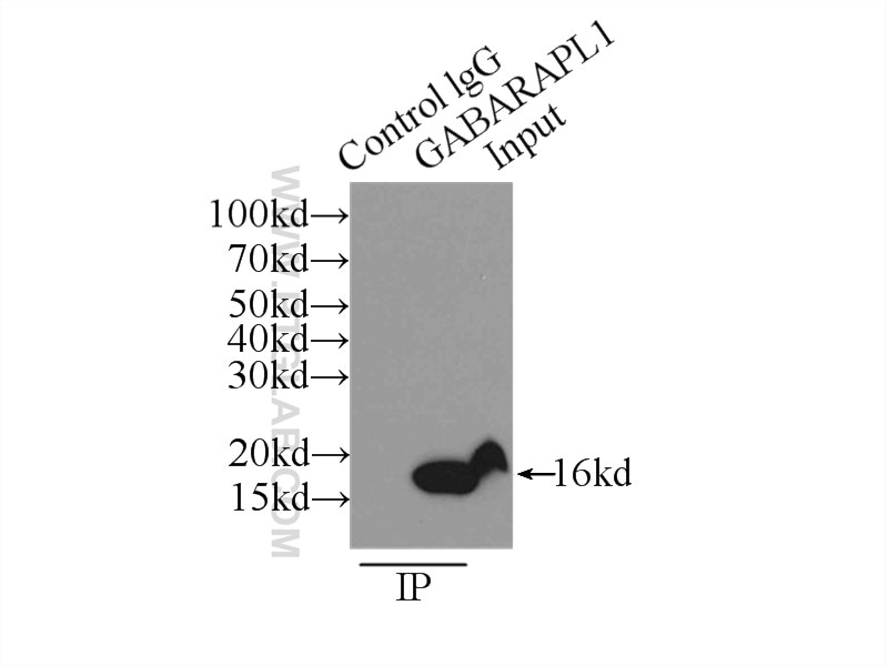 Immunoprecipitation (IP) experiment of mouse liver tissue using GABARAPL1 Polyclonal antibody (11010-1-AP)