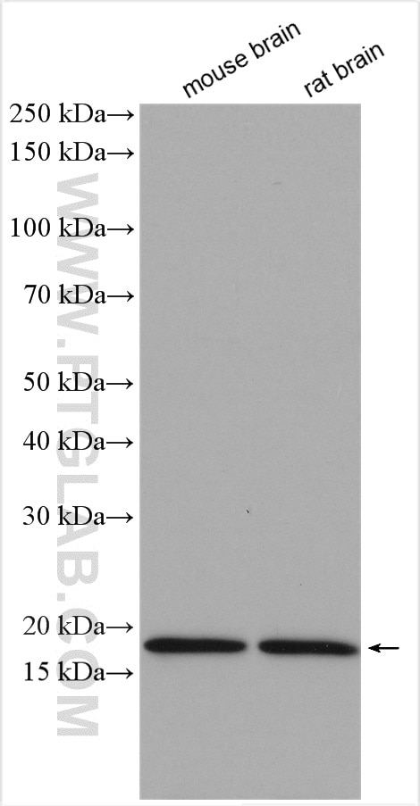 Western Blot (WB) analysis of various lysates using GABARAPL1 Polyclonal antibody (11010-1-AP)