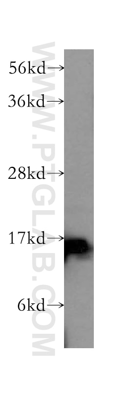 Western Blot (WB) analysis of mouse liver tissue using GABARAPL1 Polyclonal antibody (11010-1-AP)