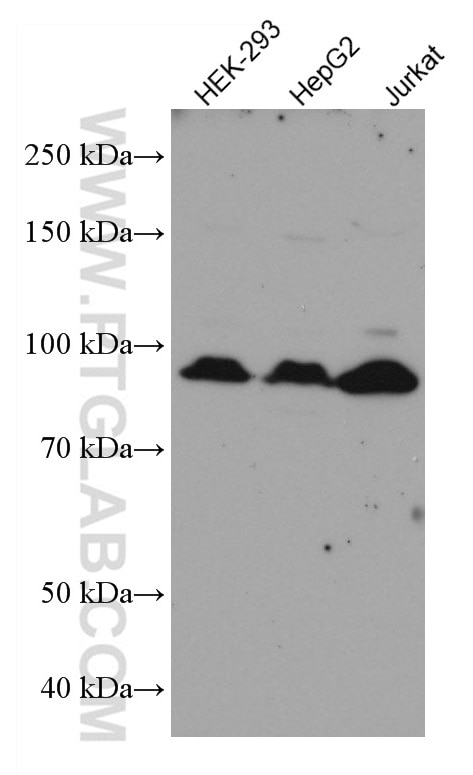 Western Blot (WB) analysis of various lysates using ATG9A Monoclonal antibody (67096-1-Ig)