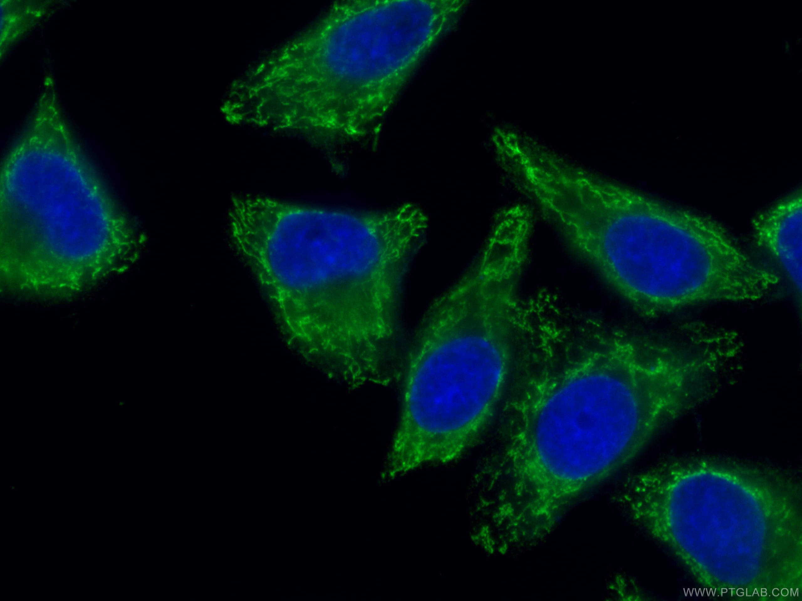 IF Staining of HepG2 using CL488-67096