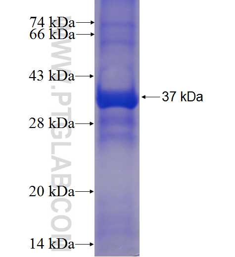 ATG9A fusion protein Ag24212 SDS-PAGE