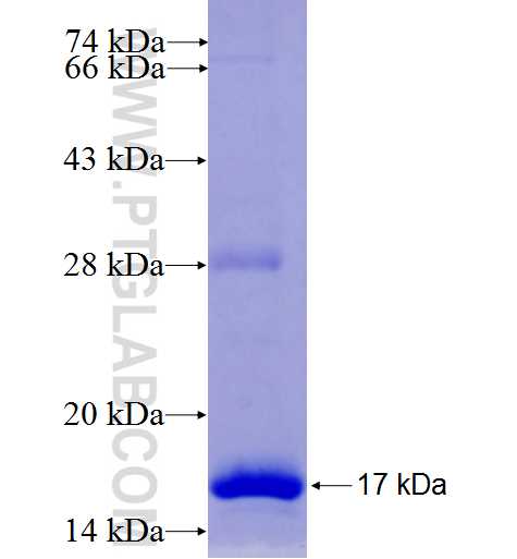 ATG9A fusion protein Ag24278 SDS-PAGE