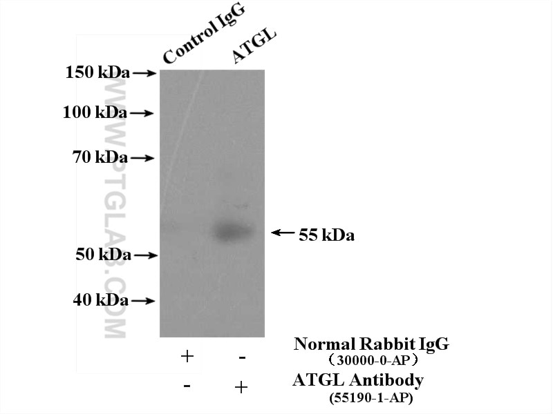 Immunoprecipitation (IP) experiment of mouse testis tissue using ATGL Polyclonal antibody (55190-1-AP)