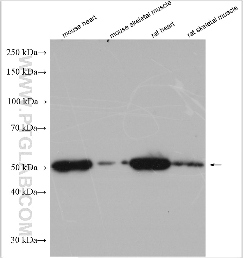 Western Blot (WB) analysis of various lysates using ATGL Polyclonal antibody (55190-1-AP)