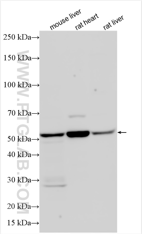 Western Blot (WB) analysis of various lysates using ATGL Polyclonal antibody (55190-1-AP)