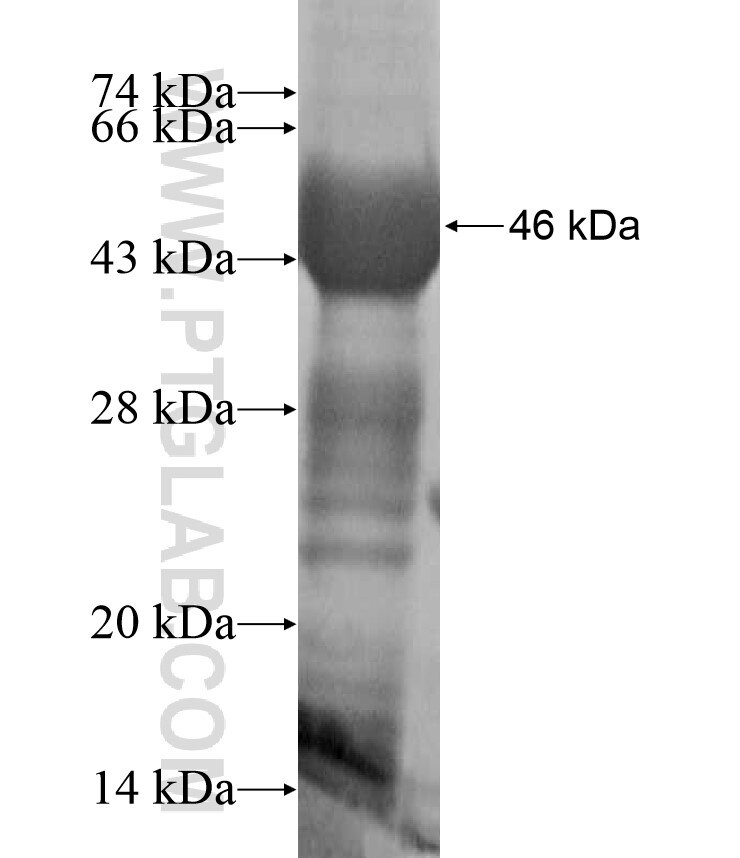 ATHL1 fusion protein Ag17332 SDS-PAGE