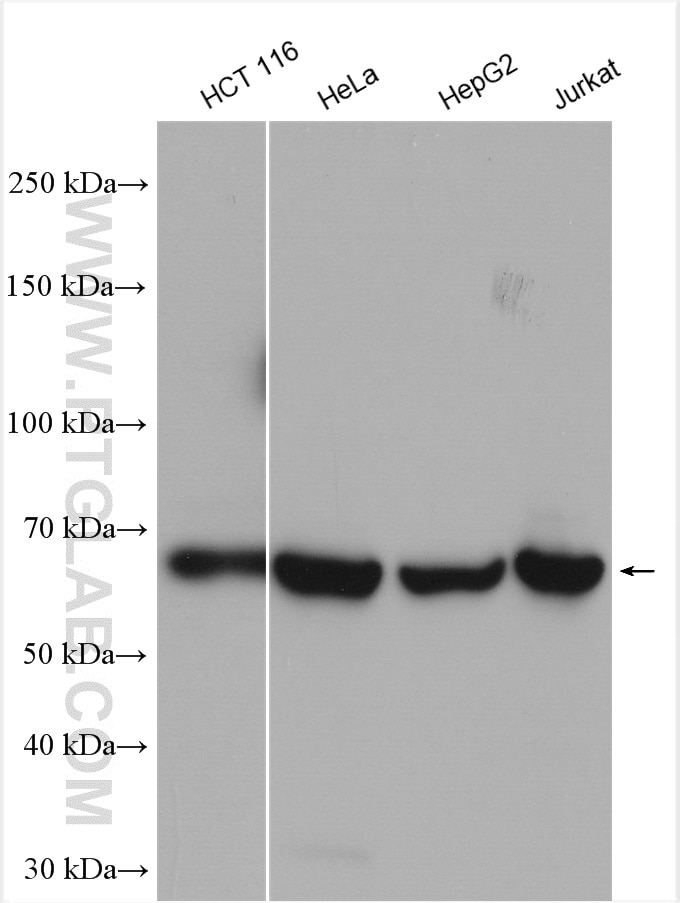Western Blot (WB) analysis of various lysates using ATIC Polyclonal antibody (10726-1-AP)