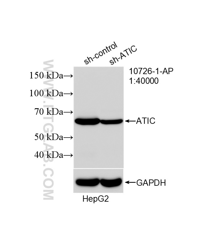 WB analysis of HepG2 using 10726-1-AP Western Blot (WB) analysis of HepG2 cells using ATIC Polyclonal antibody (10726-1-AP)