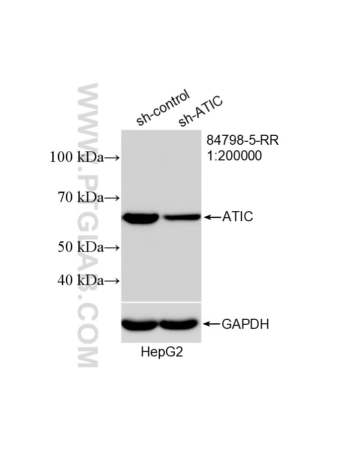 Western Blot (WB) analysis of HepG2 cells using ATIC Recombinant monoclonal antibody (84798-5-RR)