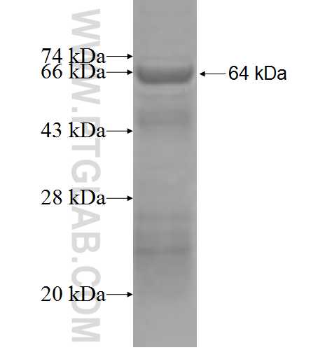 ATL1 fusion protein Ag2797 SDS-PAGE