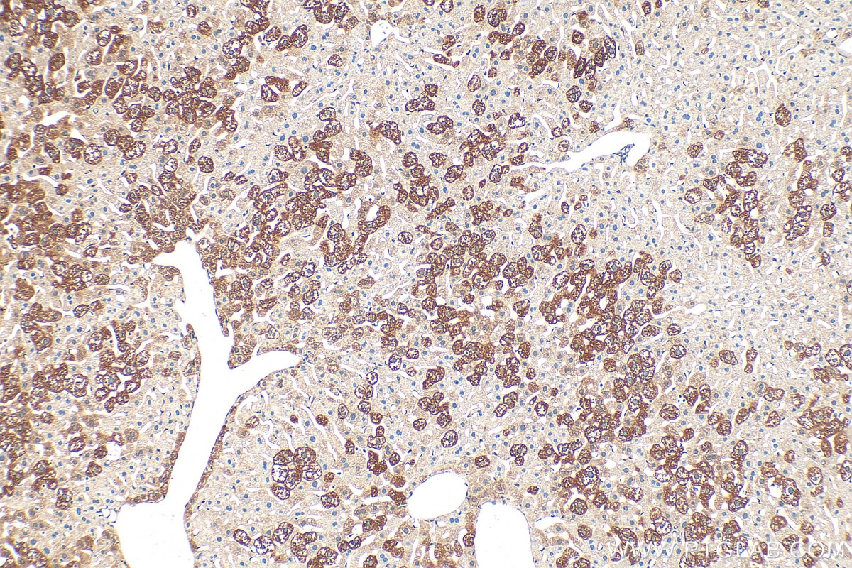 Immunohistochemical analysis of paraffin-embedded mouse liver tissue slide using 16688-1-AP (ATL2 antibody) at dilution of 1:200 (under 10x lens). Heat mediated antigen retrieval with Tris-EDTA buffer (pH 9.0). Immunohistochemistry (IHC) staining of mouse liver tissue using ATL2 Polyclonal antibody (16688-1-AP)