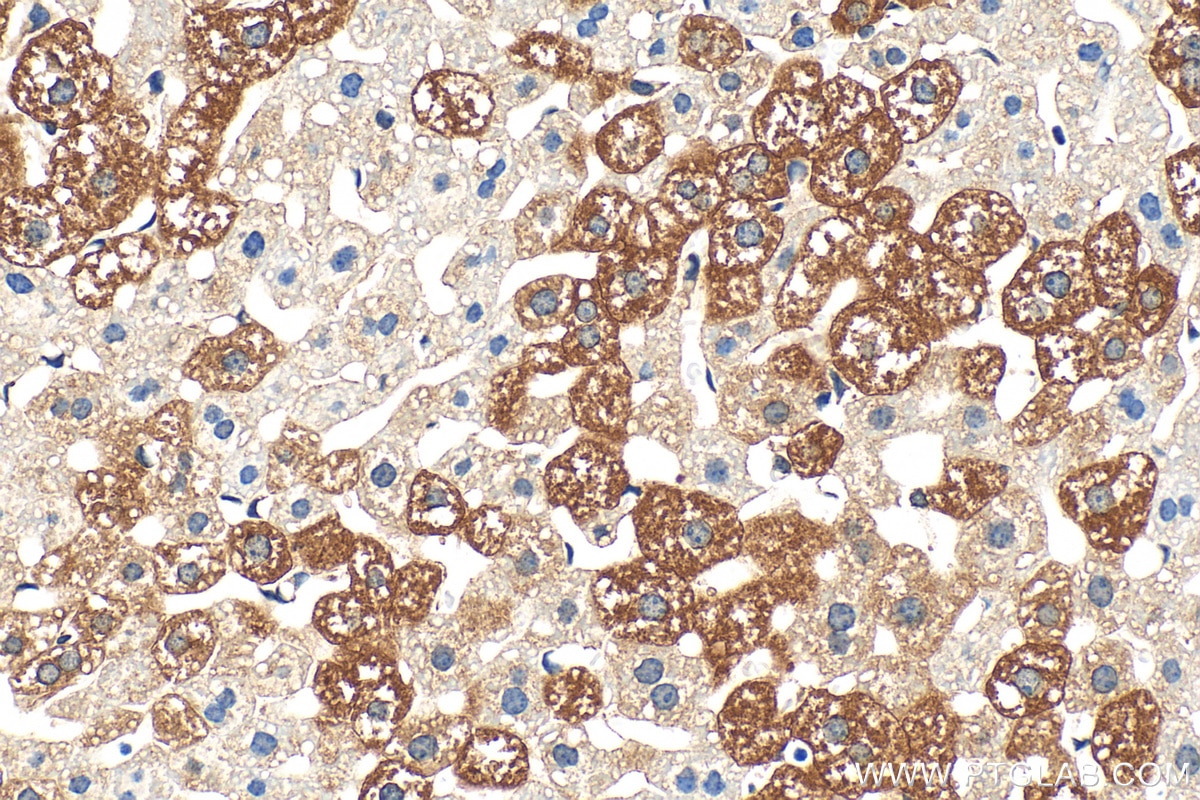 Immunohistochemical analysis of paraffin-embedded mouse liver tissue slide using 16688-1-AP (ATL2 antibody) at dilution of 1:200 (under 40x lens). Heat mediated antigen retrieval with Tris-EDTA buffer (pH 9.0). Immunohistochemistry (IHC) staining of mouse liver tissue using ATL2 Polyclonal antibody (16688-1-AP)