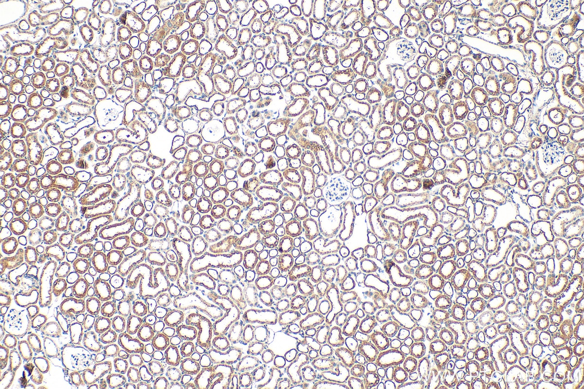 Immunohistochemical analysis of paraffin-embedded mouse kidney tissue slide using 16688-1-AP (ATL2 antibody) at dilution of 1:200 (under 10x lens). Heat mediated antigen retrieval with Tris-EDTA buffer (pH 9.0). Immunohistochemistry (IHC) staining of mouse kidney tissue using ATL2 Polyclonal antibody (16688-1-AP)
