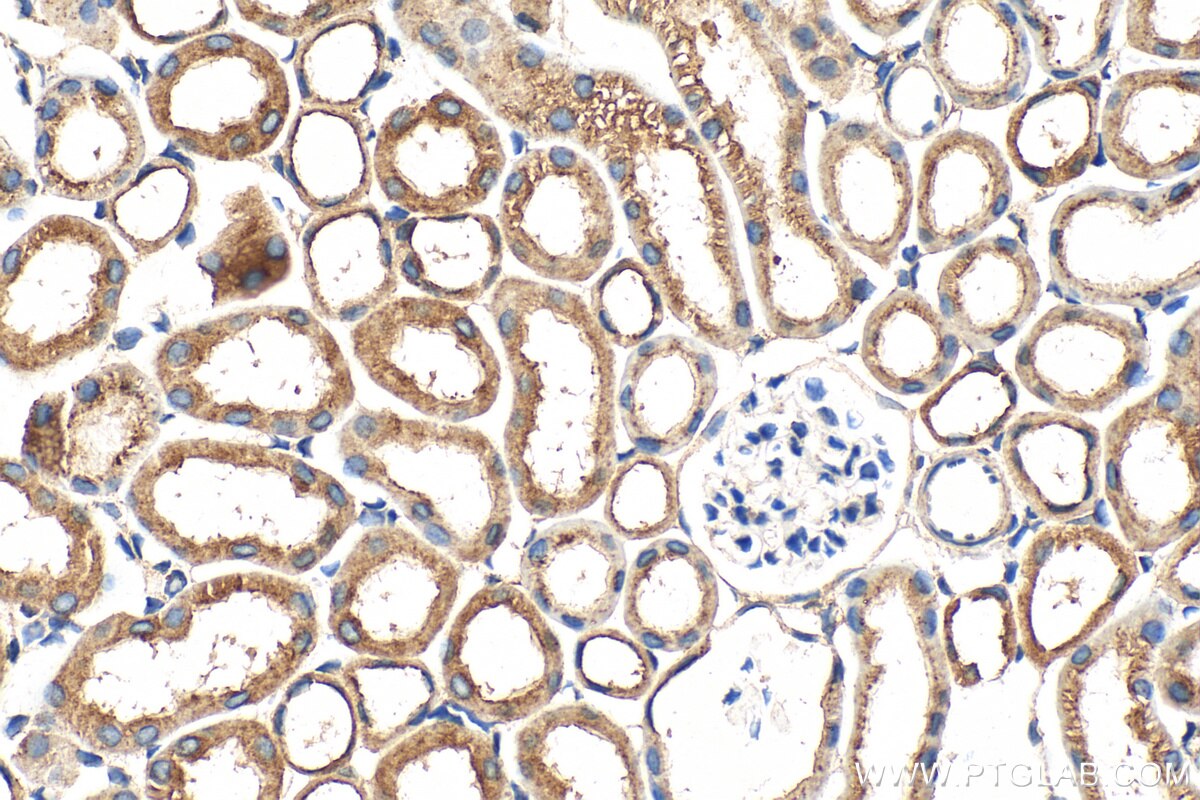 Immunohistochemical analysis of paraffin-embedded mouse kidney tissue slide using 16688-1-AP (ATL2 antibody) at dilution of 1:200 (under 40x lens). Heat mediated antigen retrieval with Tris-EDTA buffer (pH 9.0). Immunohistochemistry (IHC) staining of mouse kidney tissue using ATL2 Polyclonal antibody (16688-1-AP)