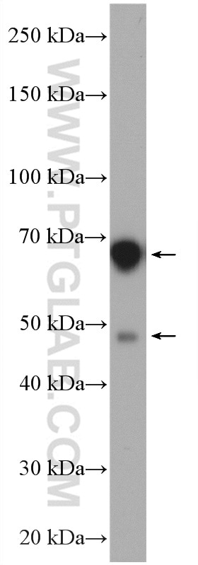 Western Blot (WB) analysis of HeLa cells using ATL2 Polyclonal antibody (16688-1-AP)