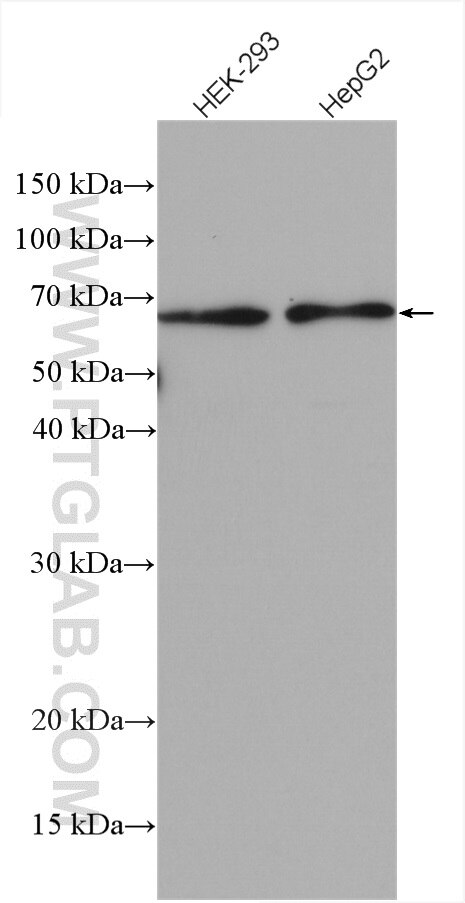 Western Blot (WB) analysis of various lysates using ATL2 Polyclonal antibody (16688-1-AP)