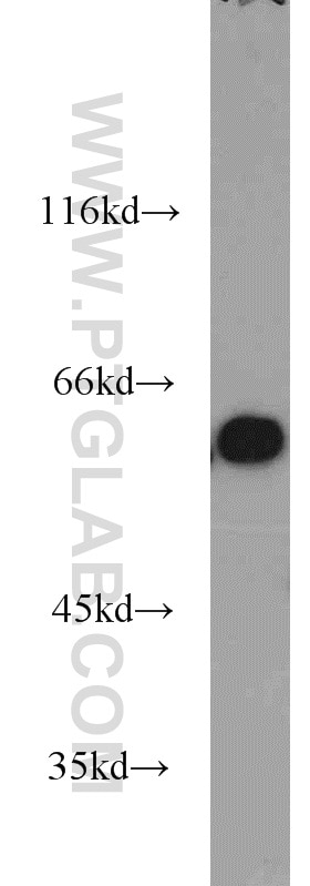 ATL2 Polyclonal antibody