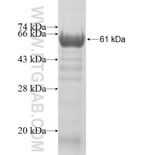 ATL2 fusion protein Ag10030 SDS-PAGE