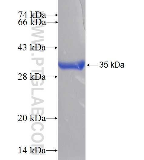 ATL2 fusion protein Ag10049 SDS-PAGE