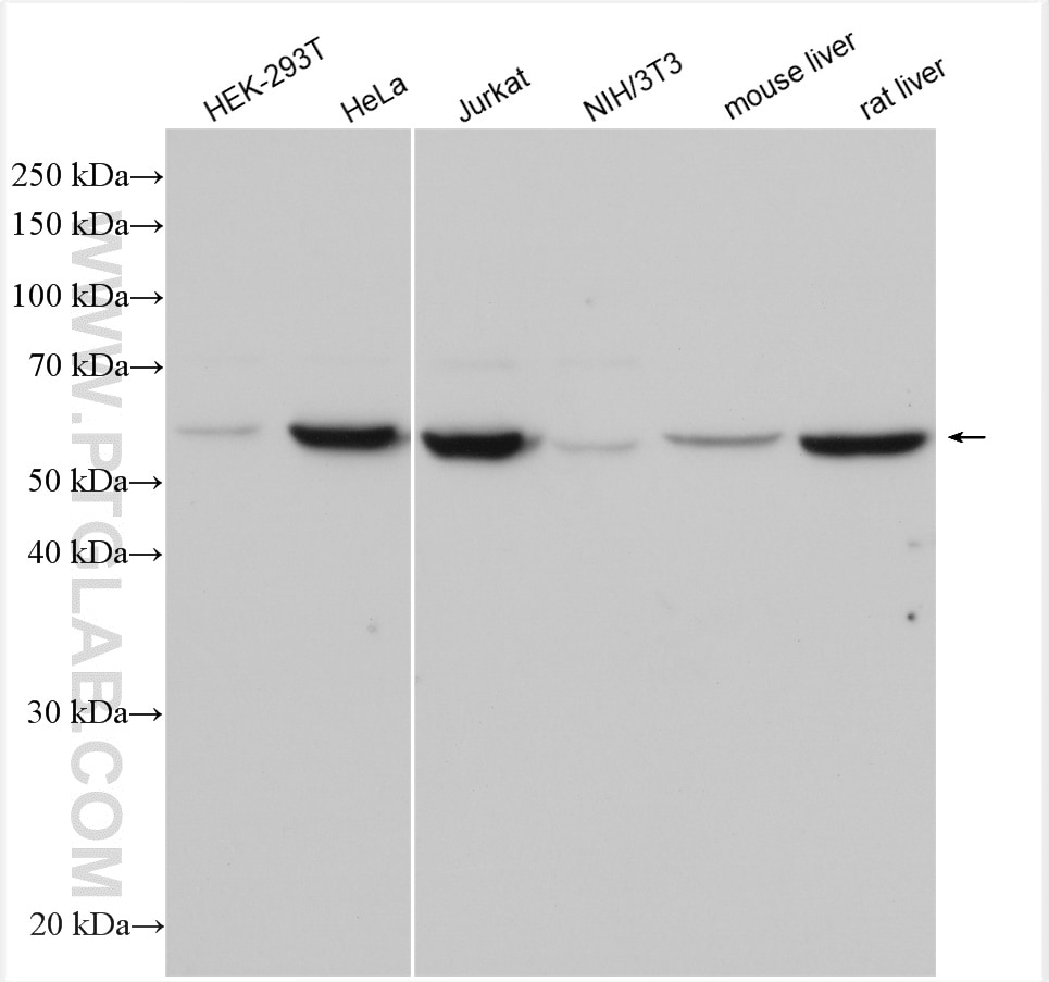 Western Blot (WB) analysis of various lysates using ATL3 Polyclonal antibody (16921-1-AP)