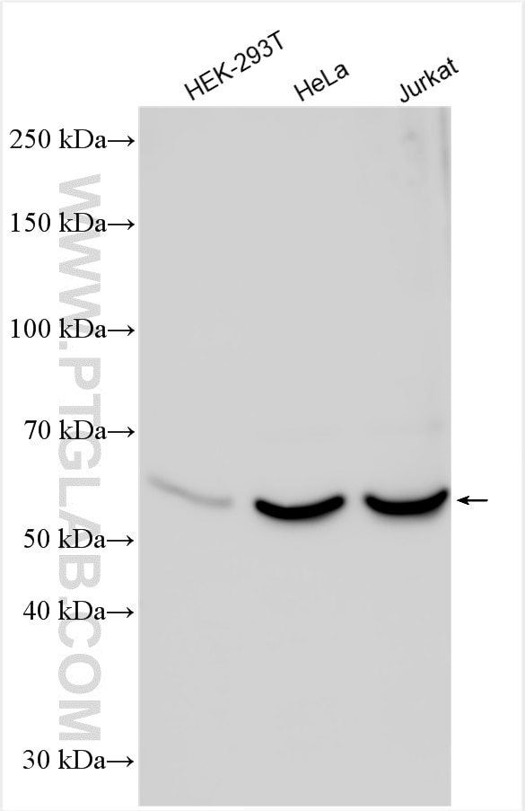 Western Blot (WB) analysis of various lysates using ATL3 Polyclonal antibody (16921-1-AP)